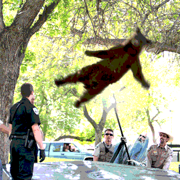  Image 295523 Falling Bear Know Your Meme