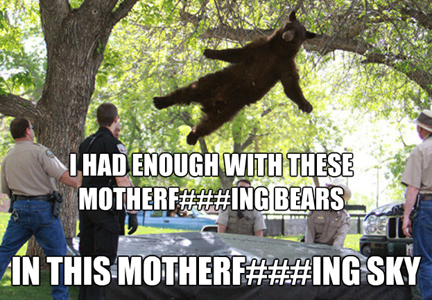 Falling Bear Image Gallery List View List View Know Your Meme