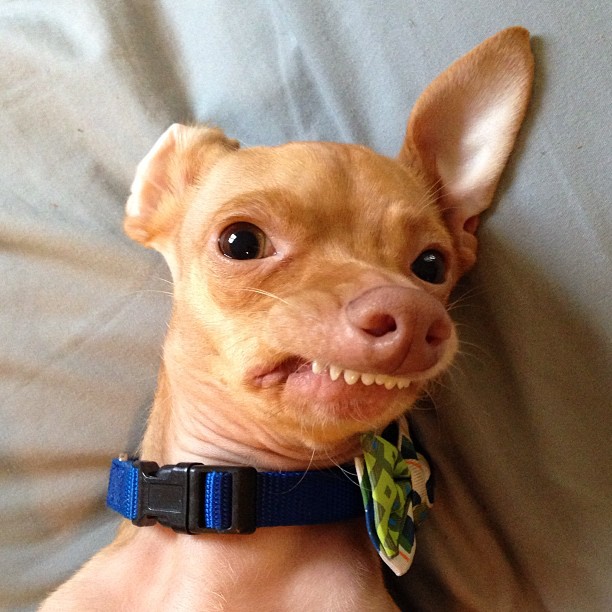 Phteven Tuna The Dog Image Gallery List View List View Know 