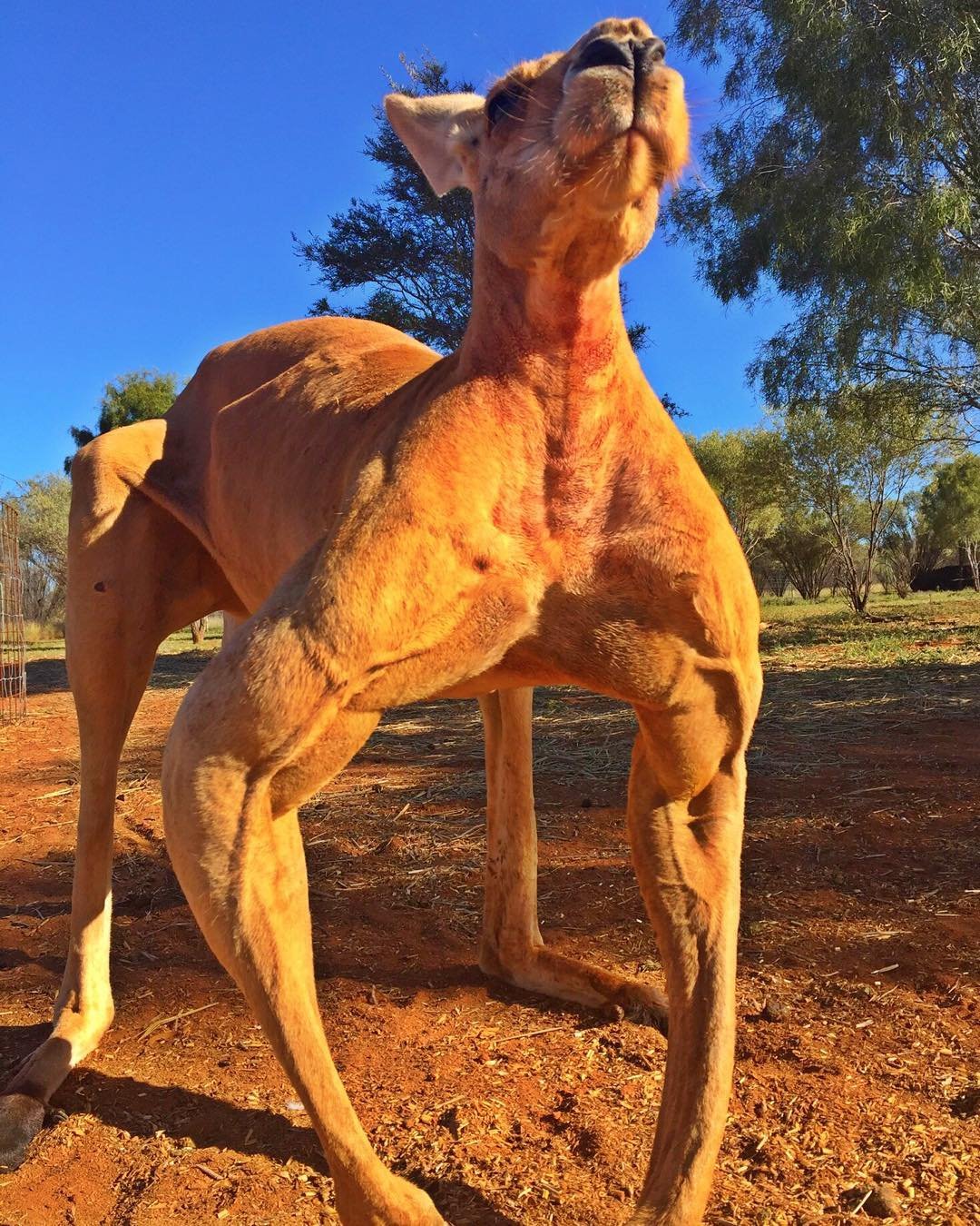 ÎÏÎ¿ÏÎ­Î»ÎµÏÎ¼Î± ÎµÎ¹ÎºÏÎ½Î±Ï Î³Î¹Î± roger the kangaroo