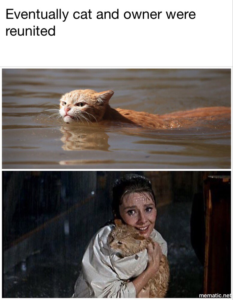 Photo of 'angry' cat in Harvey floodwaters sparks memes, controversy