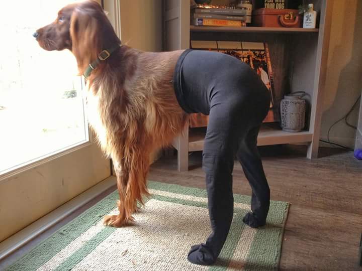 Dog Pant Posting