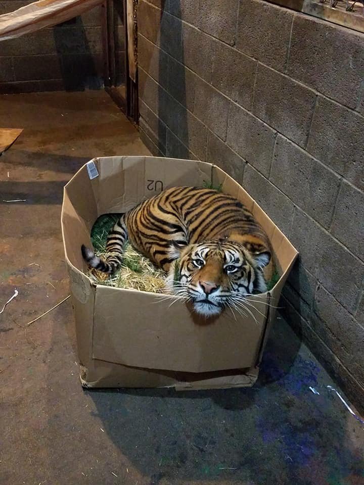 Image result for pic of tiger in a box