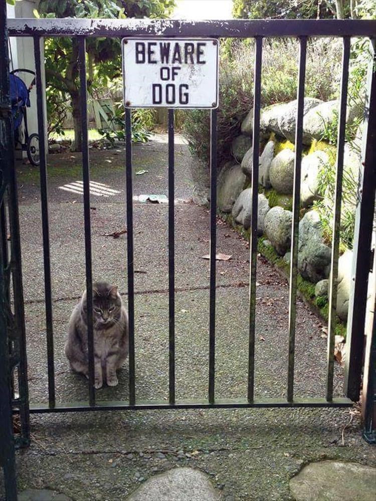 BEWARE OF DOG