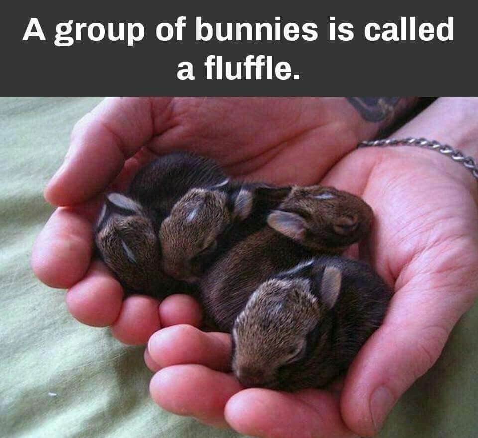 A Double handful Of Cute Rabbits Know Your Meme