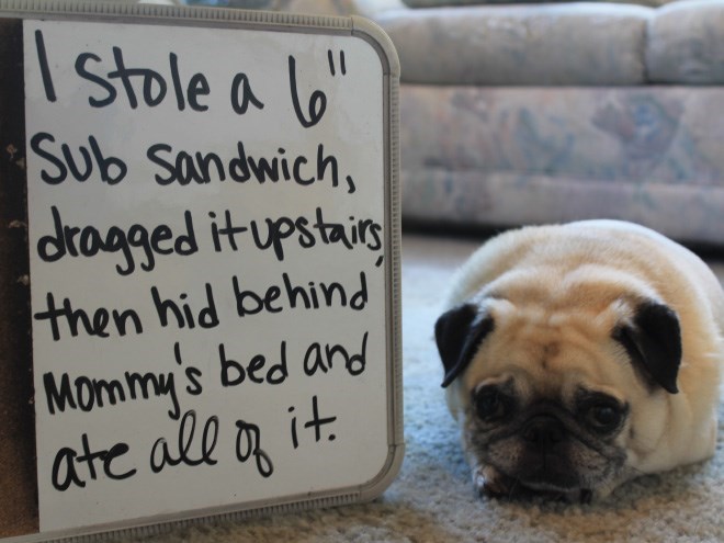 Stole a lo Sub sandwich, |dtragged it upstaig then hid behind Mommy's bed and ate all an it