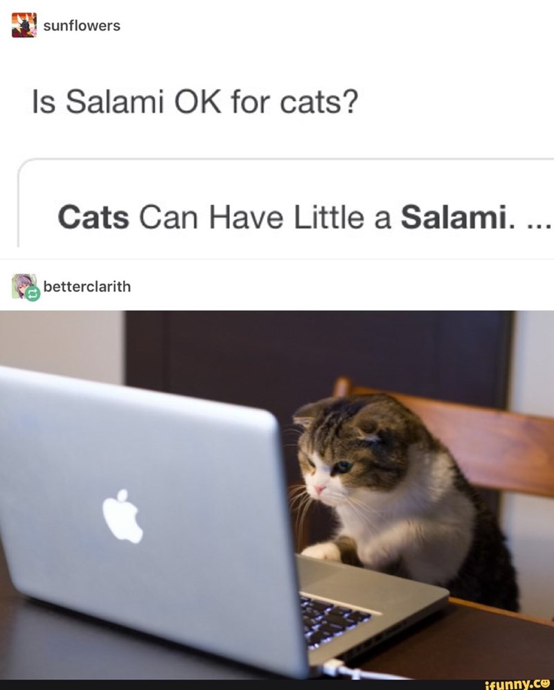 sunflowers Is Salami OK for cats? Cats Can Have Little a Salami. ... betterclarith ifunny.co