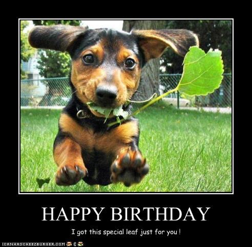 funny happy birthday funny dog