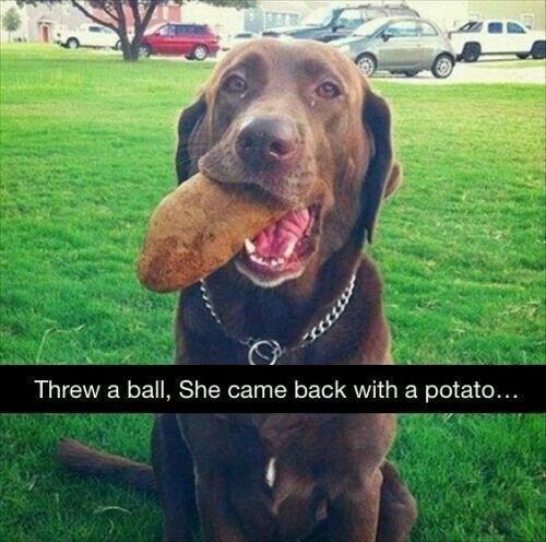 Threw a ball, She came back with a potato...