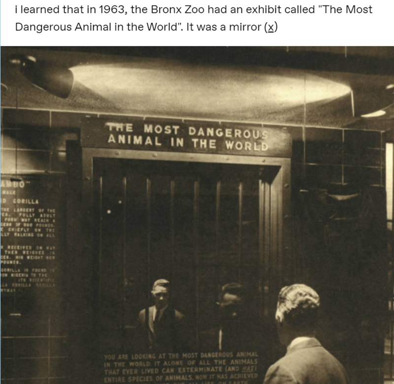 i learned that in 1963, the Bronx Zoo had an exhibit called "The Most Dangerous Animal in the World". It was a mirror (x) THE MOST DANGEROUS ANIMAL IN THE WORLD AMBO WALE D CORILLA THE LARDERT oF THE s.PULLY ADULT FOR WAY REACH & E CHIEFLY ON THE LLY ALKING ON ALL RECEIVED ON WAY THEN WEIGHEES CEs. NI CIOHT NOW POUNES. GORILLA FOUNDIN ON NIGERIA TO THE ITS SCIENTIFIe A RILLA CeILLA TWA YOU ARE LOOKING AT THE MOST DANGEROUS ANIMAL IN THE WORLD IT ALONE OF ALL THE ANIMALS THAT EVER LIVED CAN EXTERMINATE (AND MAS) ENTIRE SPECIES OF ANIMALS. NOW IT HAS ACHIEVED ON SARTH