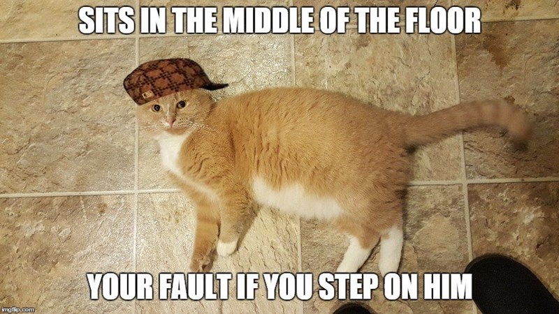 This meme was found on a list of "33 Funny Cat Memes":https://cheezburger.com/1633029/33-funny-cat-memes-that-never-fail-to-make-us-lol via "cheezburger":https://icanhas.cheezburger.com/.