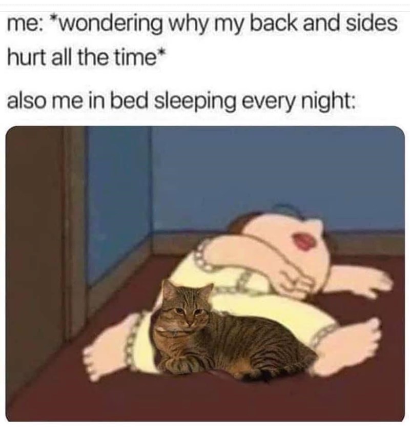 why-does-my-back-hurt-cats-know-your-meme