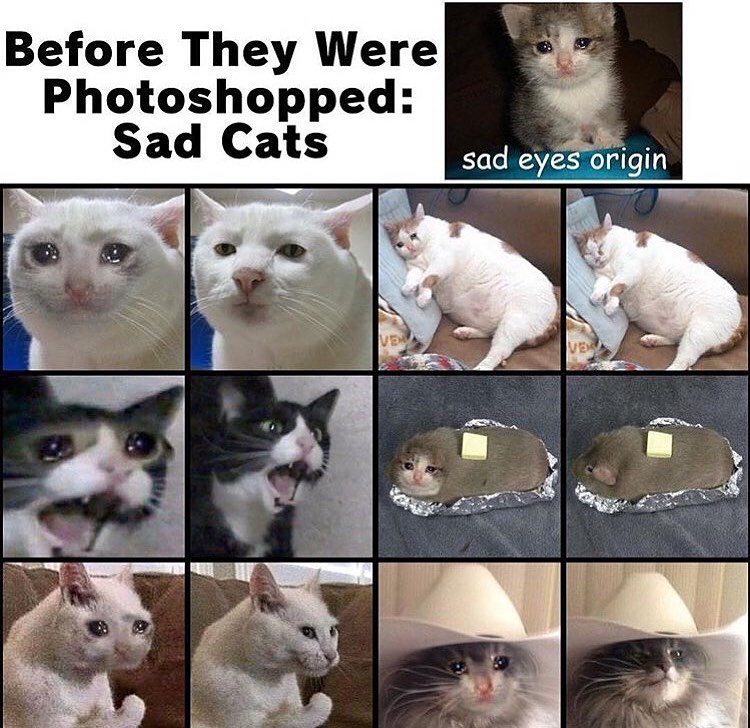 Sad Cat Crying Meme