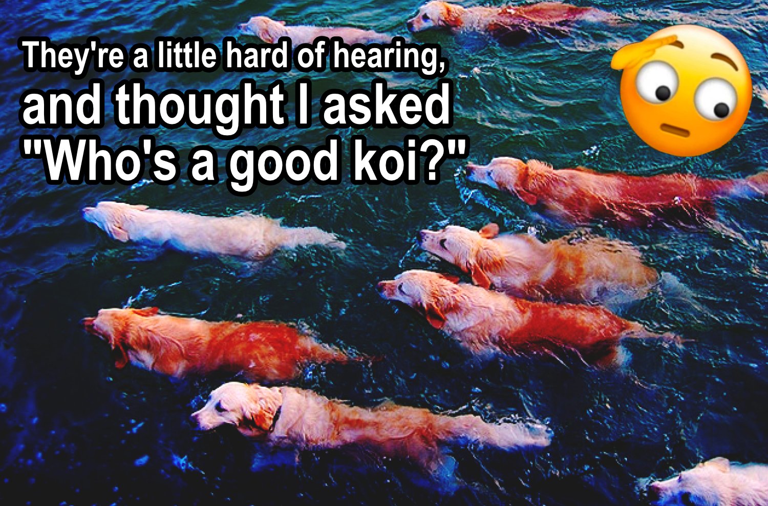 They're a little hard of hearing, and thought I asked "Who's a good koi?"