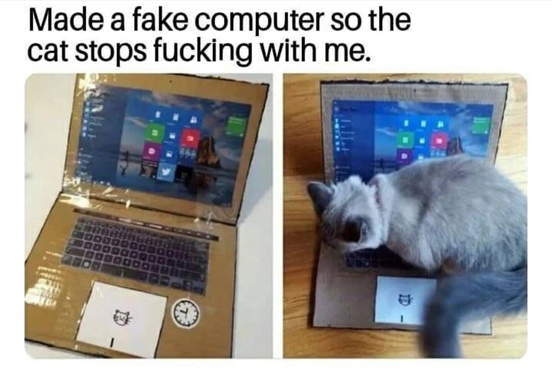 Fake Laptop | Cats | Know Your Meme