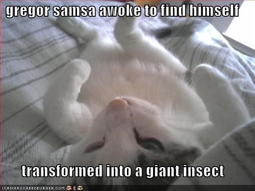 gregor samsa awoke to find himself transformed into a giant insect ICANHASCHEEZE URGER.COM