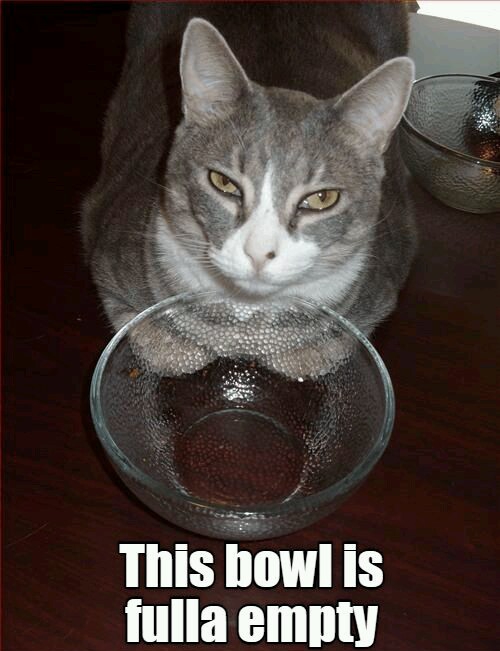 Cats Bowl Is Empty Cats Know Your Meme