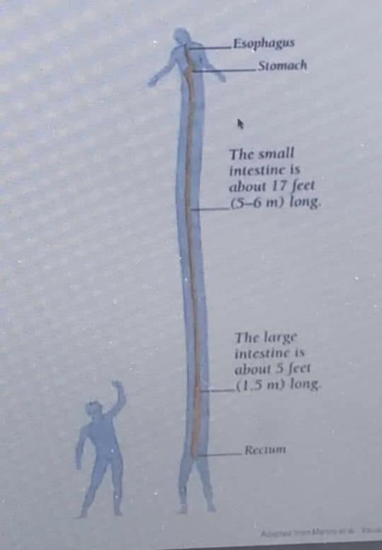 Esophagus Stomach The small intestine is about 17 feet (5-6 m) long. The large intestine is about 5 fect (1.5 m) long. Rectum