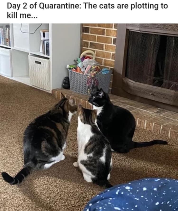 Day 2 of Quarantine: The cats are plotting to kill me...
