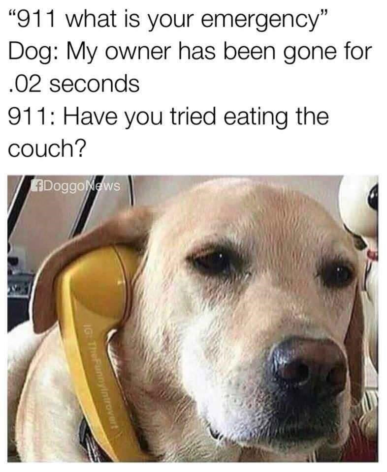 "911 what is your emergency" Dog: My owner has been gone for .02 seconds 911: Have you tried eating the couch? ADoggoNews IG: TheFunnyintrovert