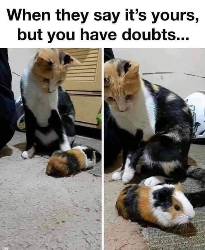 Something's off about it... | Cats | Know Your Meme