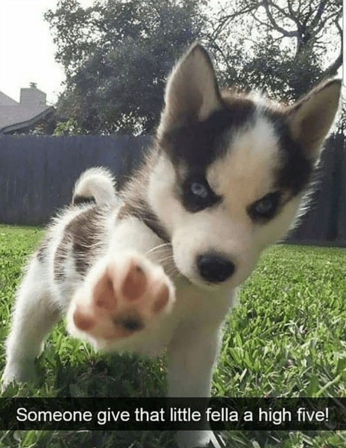 Someone give that little fella a high five!