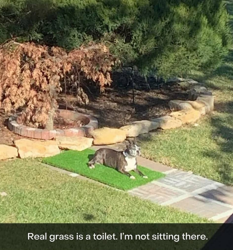 Real grass is a toilet. I'm not sitting there.