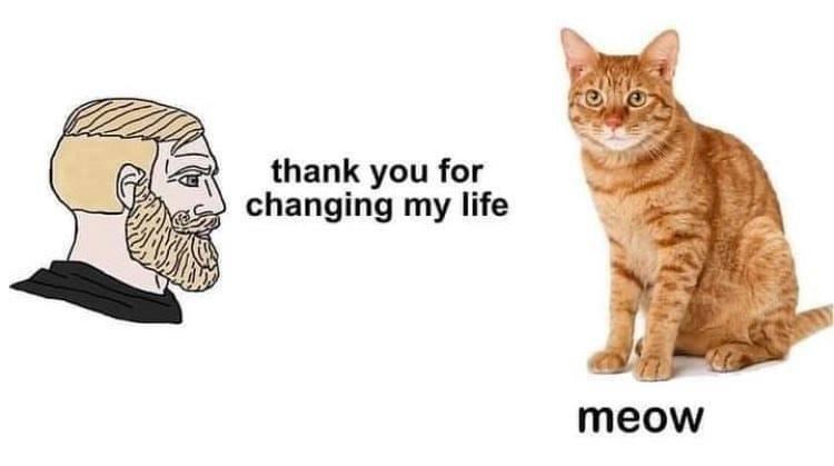 thank you for changing my life meow