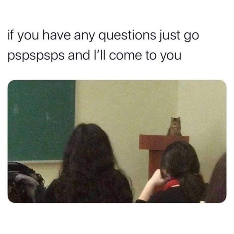 Ok Professor Meowington Cats Know Your Meme