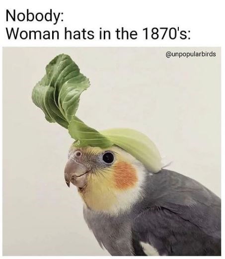 Nobody: Woman hats in the 1870's: @unpopularbirds