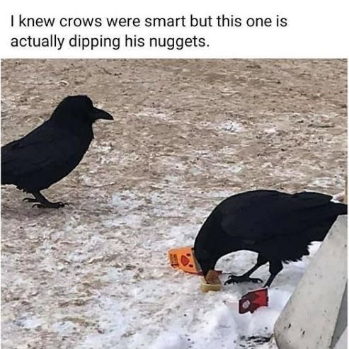 I knew crows were smart but this one is actually dipping his nuggets.
