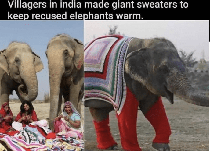 Villagers in india made giant sweaters to keep recused elephants warm.