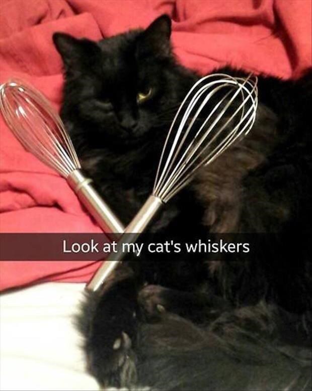 Look at my cat's whiskers