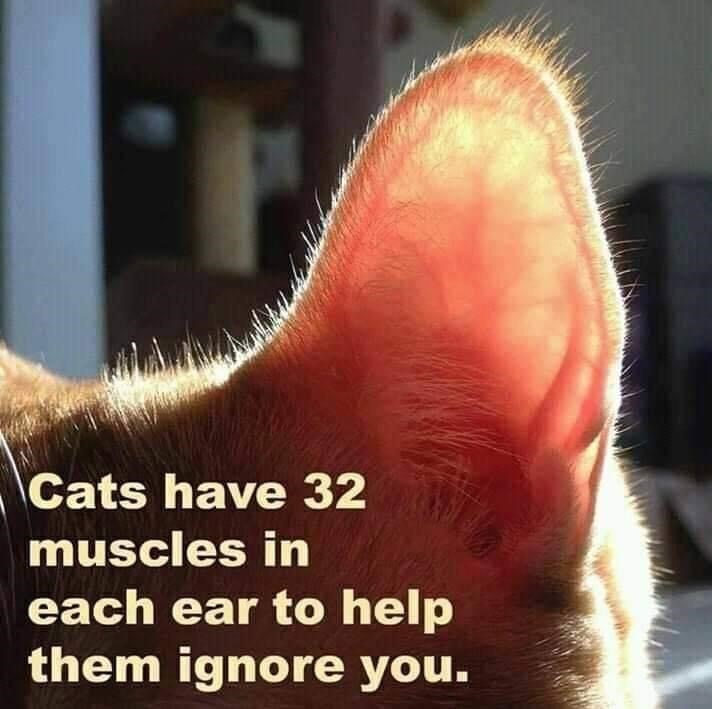 Cats have 32 muscles in each ear to help them ignore you.