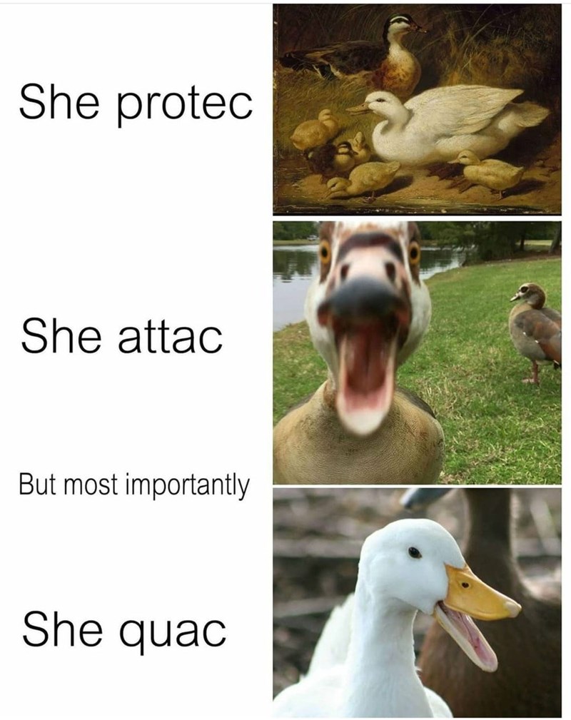 She protec She attac But most importantly She quac