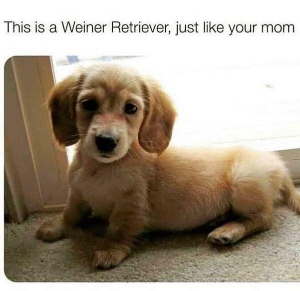 This is a Weiner Retriever, just like your mom