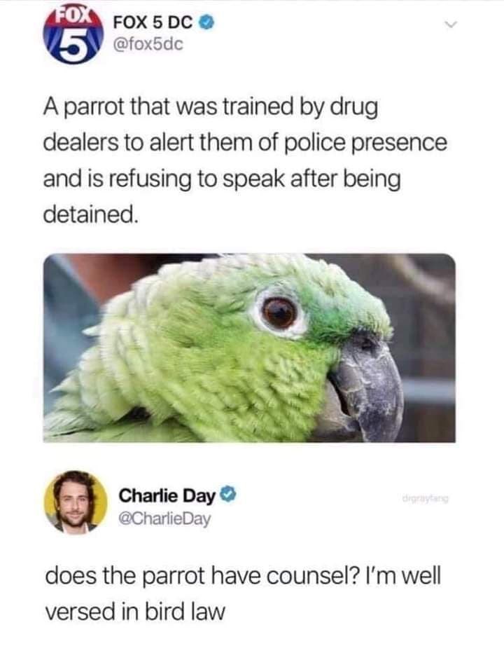 FOX FOX 5 DC 5 @fox5dc A parrot that was trained by drug dealers to alert them of police presence and is refusing to speak after being detained. Charlie Day @CharlieDay drgraytang does the parrot have counsel? I'm well versed in bird law