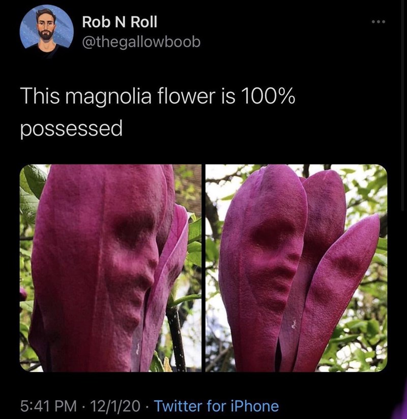 Rob N Roll @thegallowboob This magnolia flower is 100% possessed 5:41 PM · 12/1/20 · Twitter for iPhone