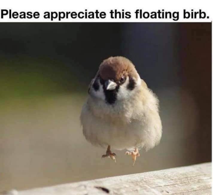 Please appreciate this floating birb.