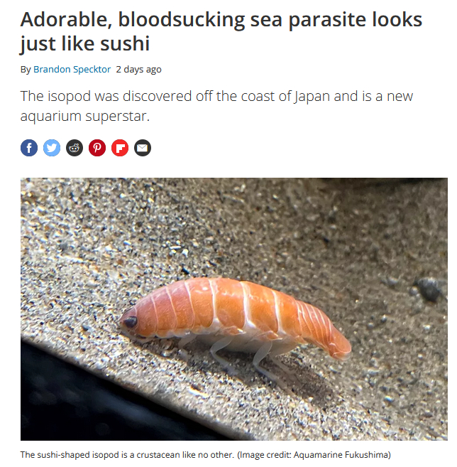 Adorable, bloodsucking sea parasite looks just like sushi By Brandon Specktor 2 days ago The isopod was discovered off the coast of Japan and is a new aquarium superstar. The sushi-shaped isopod is a crustacean like no other. (Image credit: Aquamarine Fukushima)