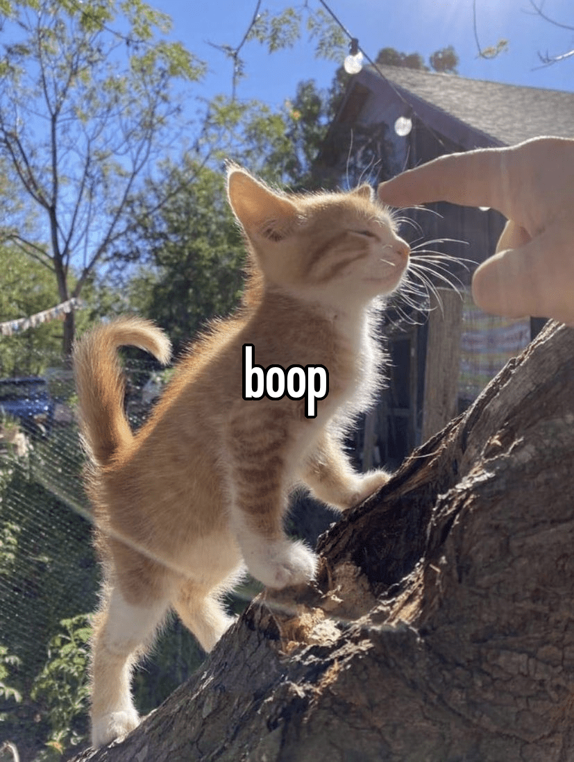 boop