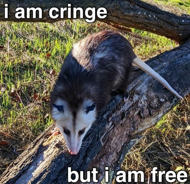 i am cringe but i am free