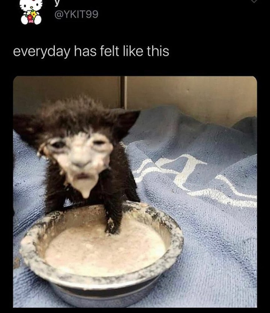 Everyday Has Felt Like This Milk Face Cat Know Your Meme