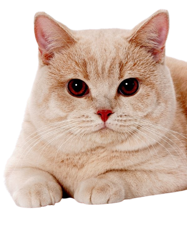 Gigacat: Image Gallery | Know Your Meme
