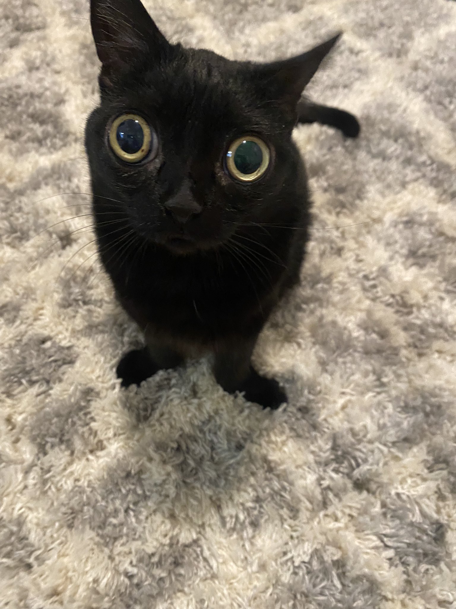 Jinx Has Many Thoughts Jinx The Cat Know Your Meme