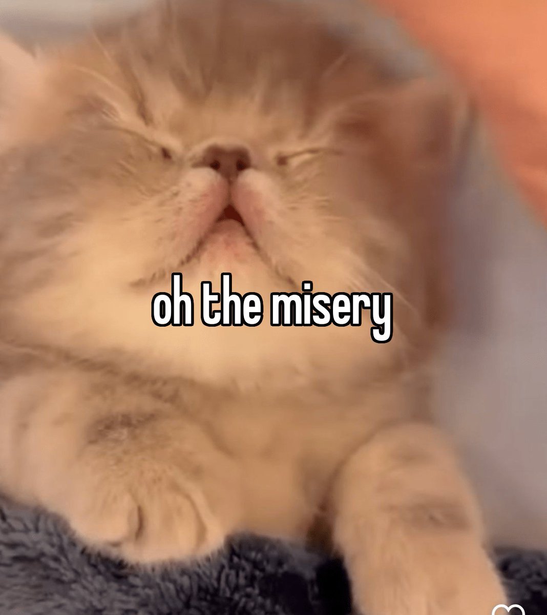 misery cat meme