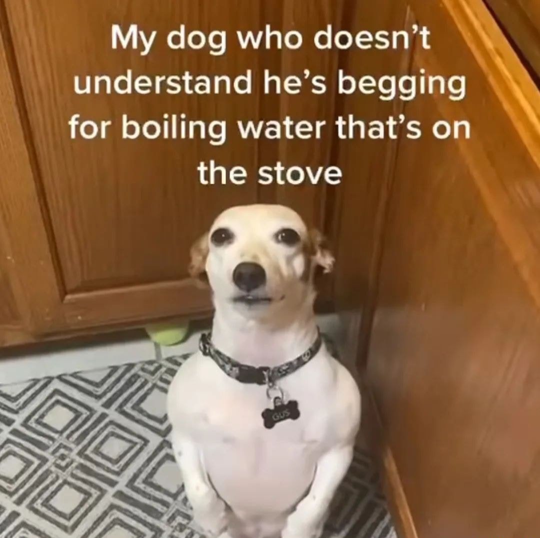 My dog who doesn't understand he's begging for boiling water that's on the stove GUS