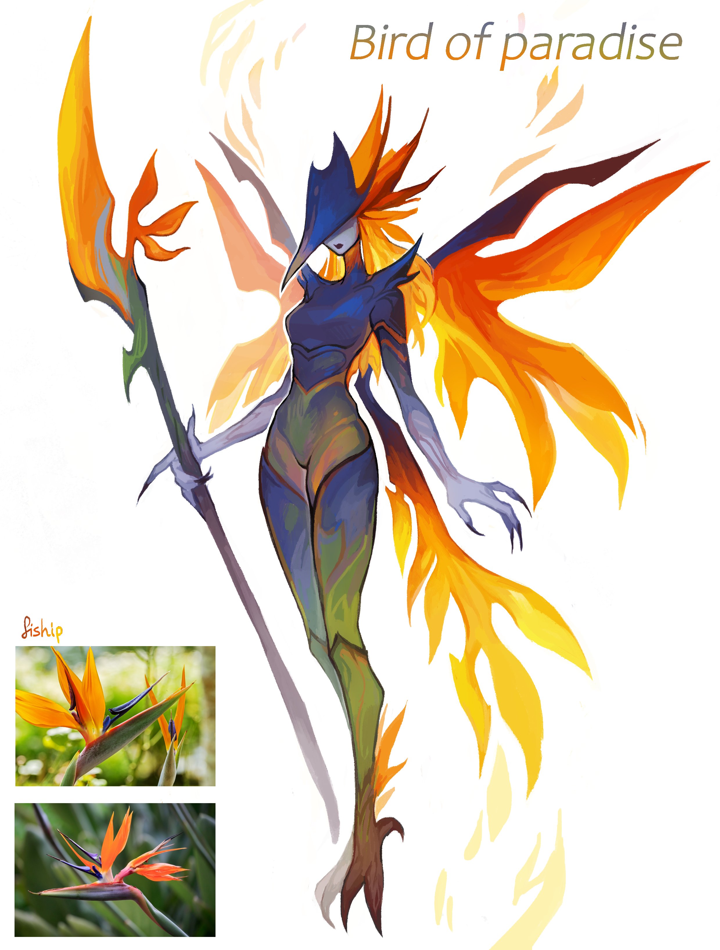 fiship AUS Bird of paradise