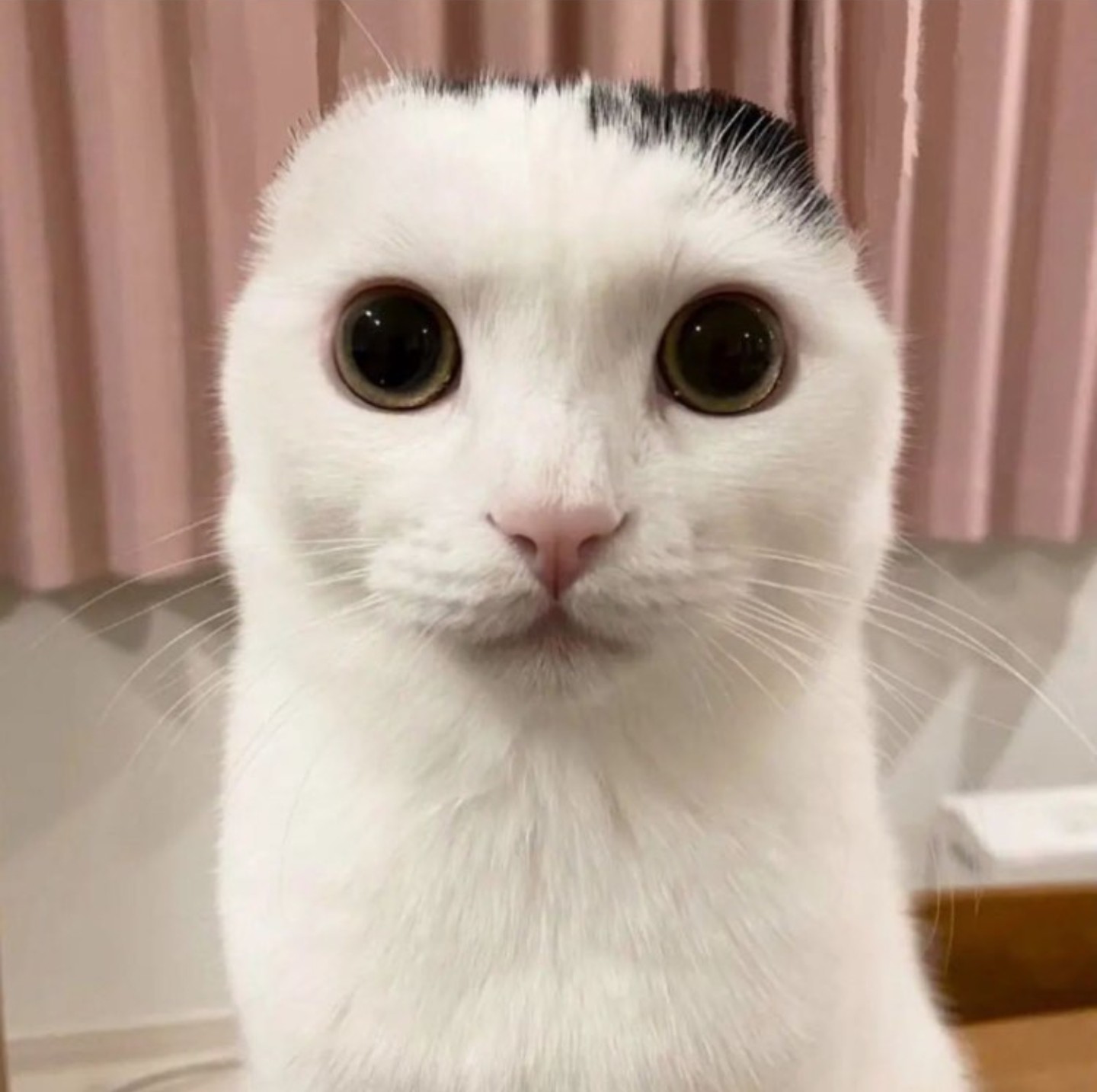 Alien Cat (Earless) | Alien Cat | Know Your Meme