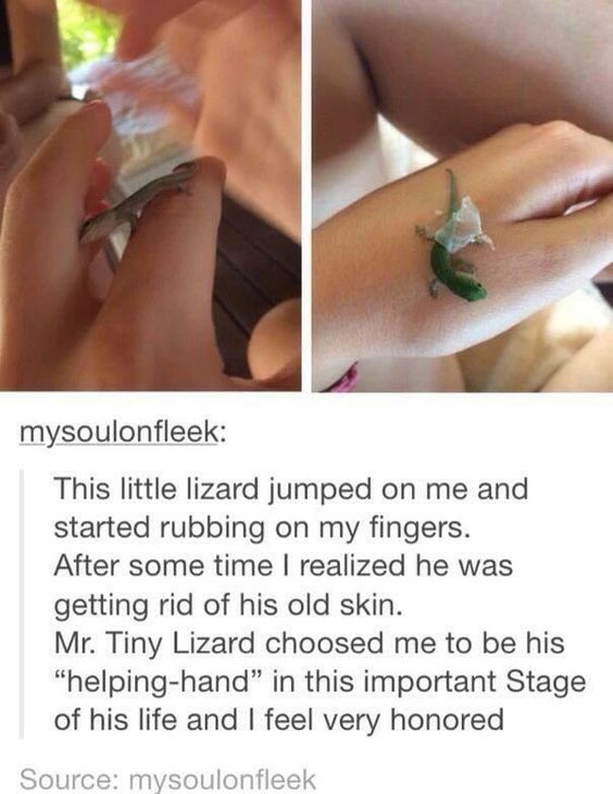 mysoulonfleek: This little lizard jumped on me and started rubbing on my fingers. After some time I realized he was getting rid of his old skin. Mr. Tiny Lizard choosed me to be his "helping-hand" in this important Stage of his life and I feel very honored Source: mysoulonfleek